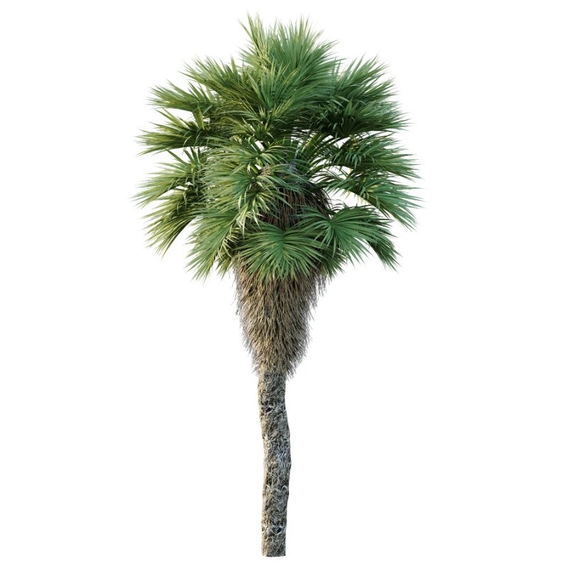 Chinese Fan Palm Tree 01 Image 2