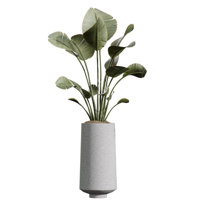 AV Indoor Plants Set 427 Olive Banana Palm Aspidistra Image 4