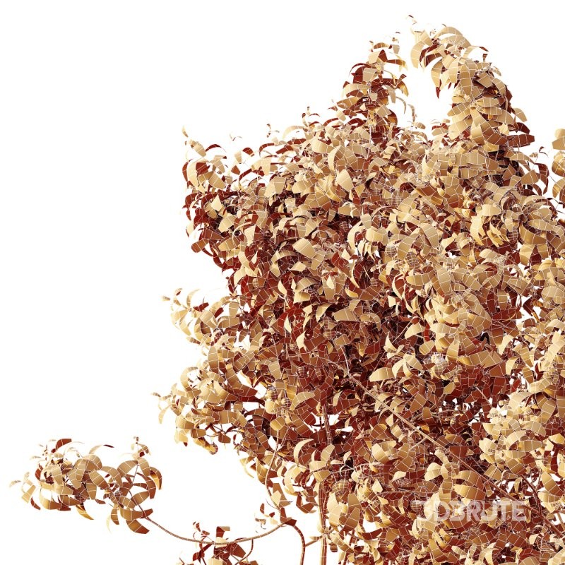 AV Plants Cerasus Pseudocerasus Cherry Version02 Image 4