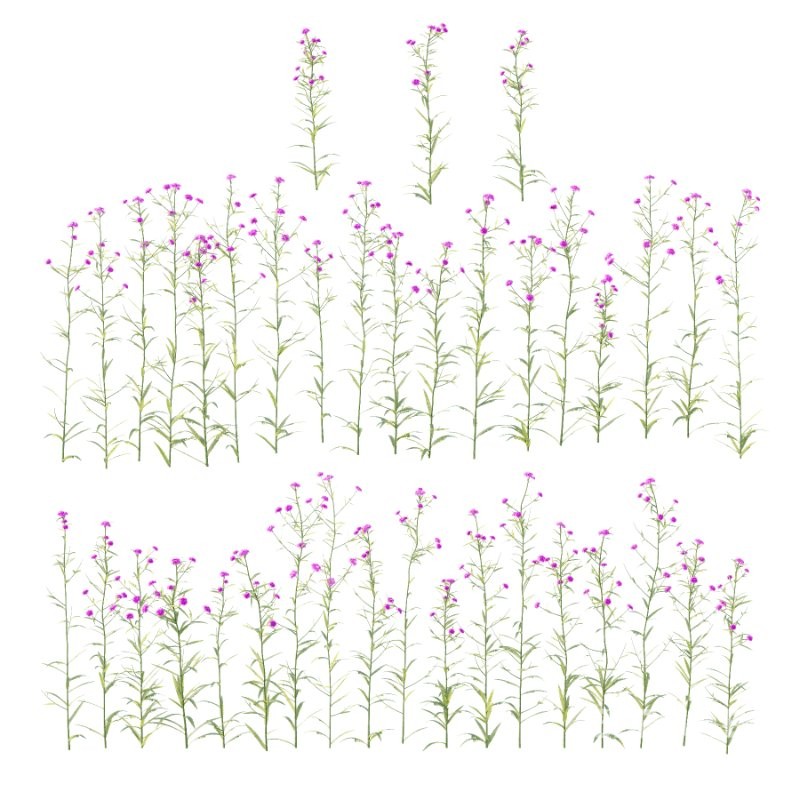 Verbena Bonariensis Plant 02 Image 1