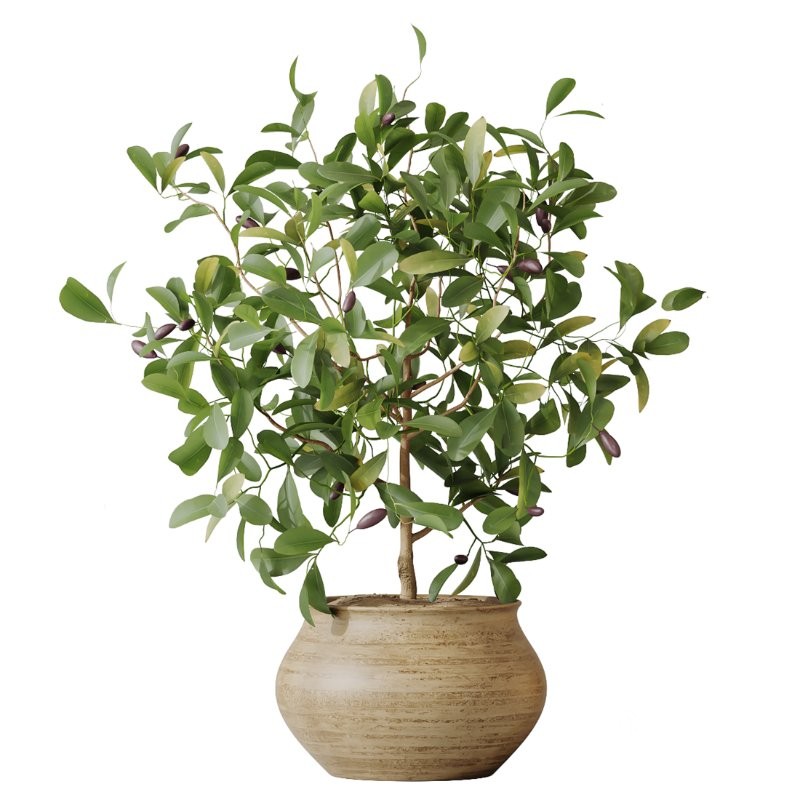 AV Indoor Plants Set 428 Yucca Spathiphyllum Briful Olive Image 4