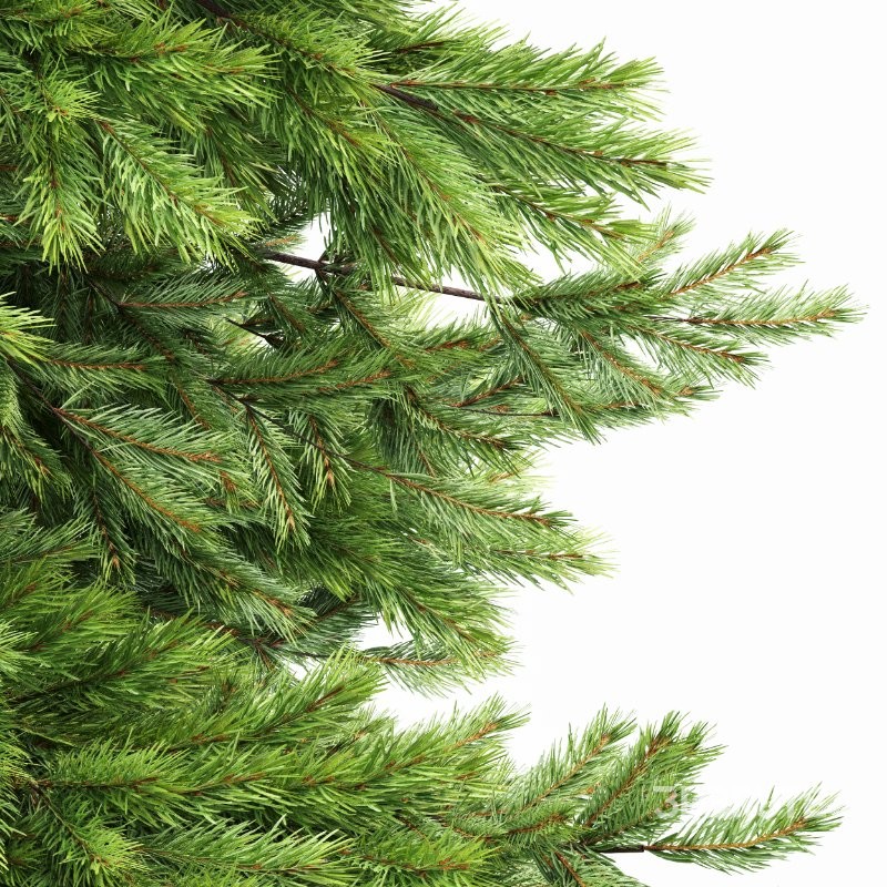 AV Spruce and Mediterranean Cypress 3Trees Image 4