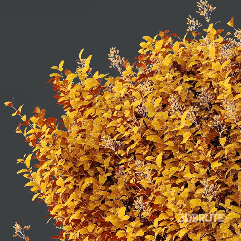 AV Flowering shrubs Lavandula Pedunculata and Ligustrum Ovalifolium Argenteum Aureum Image 10