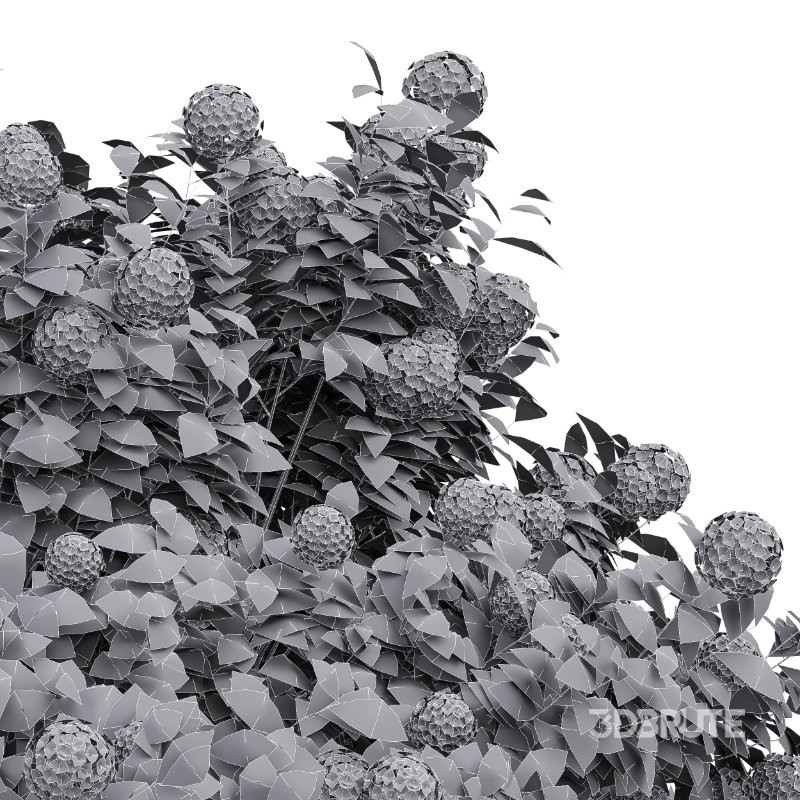 ntal planting designs. The Viburnum complements them with its elegant rounded flowers and full, textured canopy that enhances naturalistic and decorative landscapes. Image 7