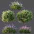 AV Flowering shrubs Lavandula Pedunculata and Ligustrum Ovalifolium Argenteum Aureum - Thumbnail 6