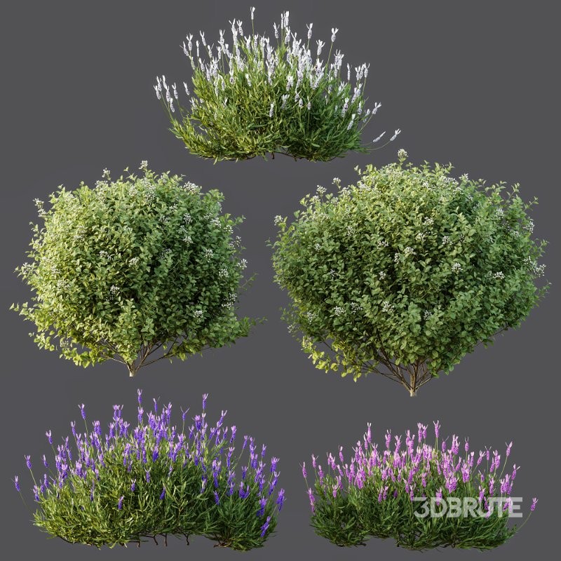 AV Flowering shrubs Lavandula Pedunculata and Ligustrum Ovalifolium Argenteum Aureum Image 6