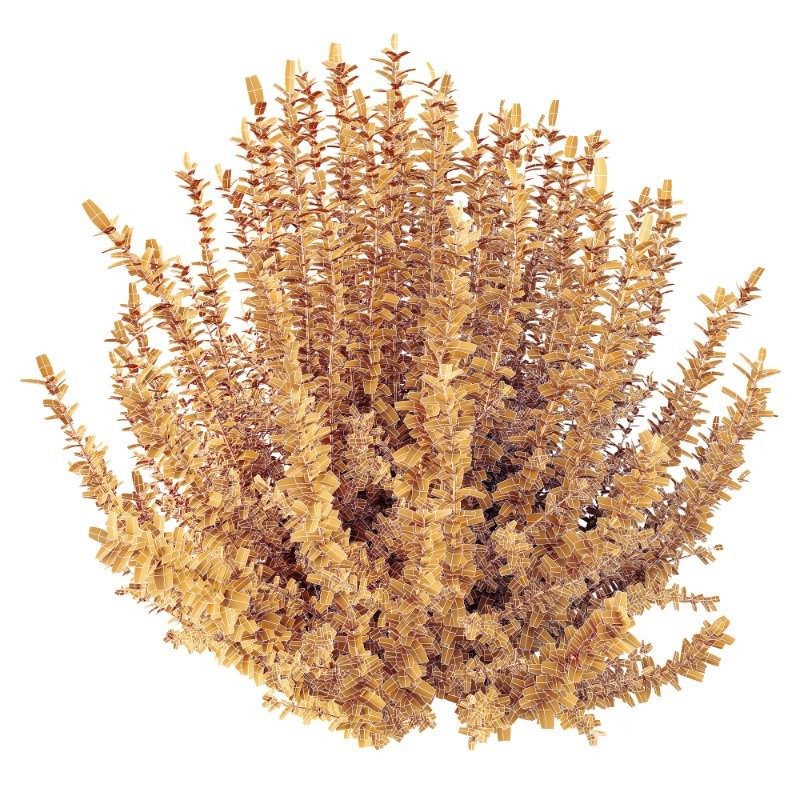 AV Spring flowering shrubs Calluna Vulgaris Helena Summer Broom Heather Garden Girls Image 6