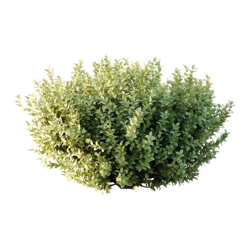 Diffrent Bush 03 Frutices Fortescue Euonymus Pinus Mugo plant Image 3
