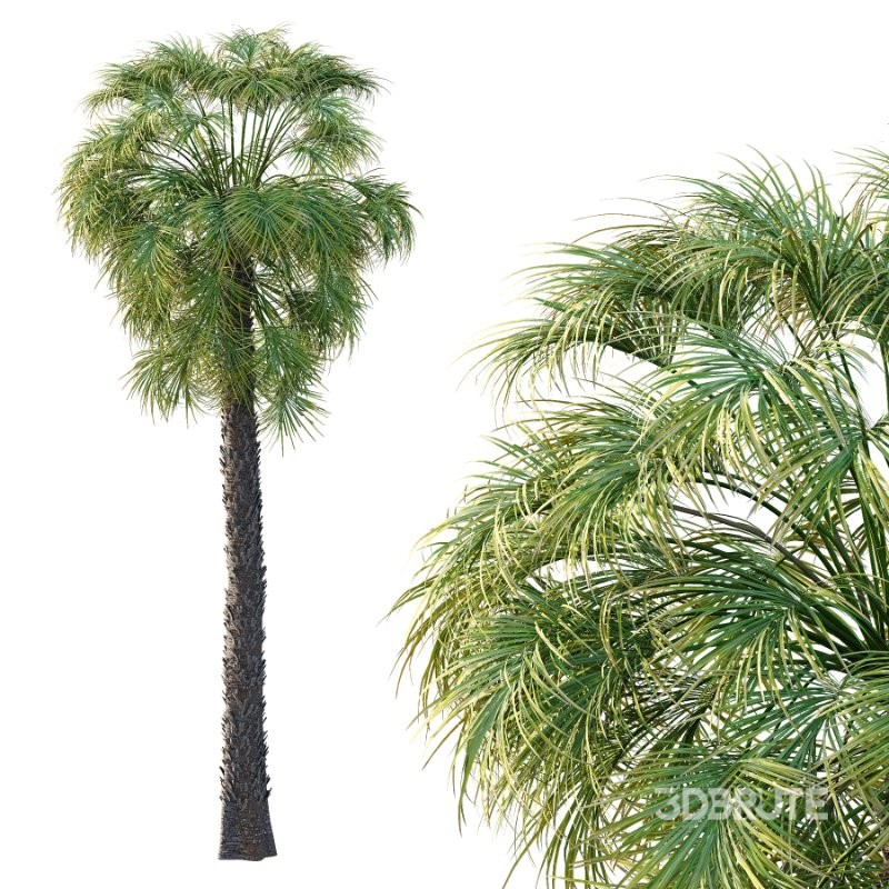 Washingtonia Robusta Palm Tree 02 Image 5