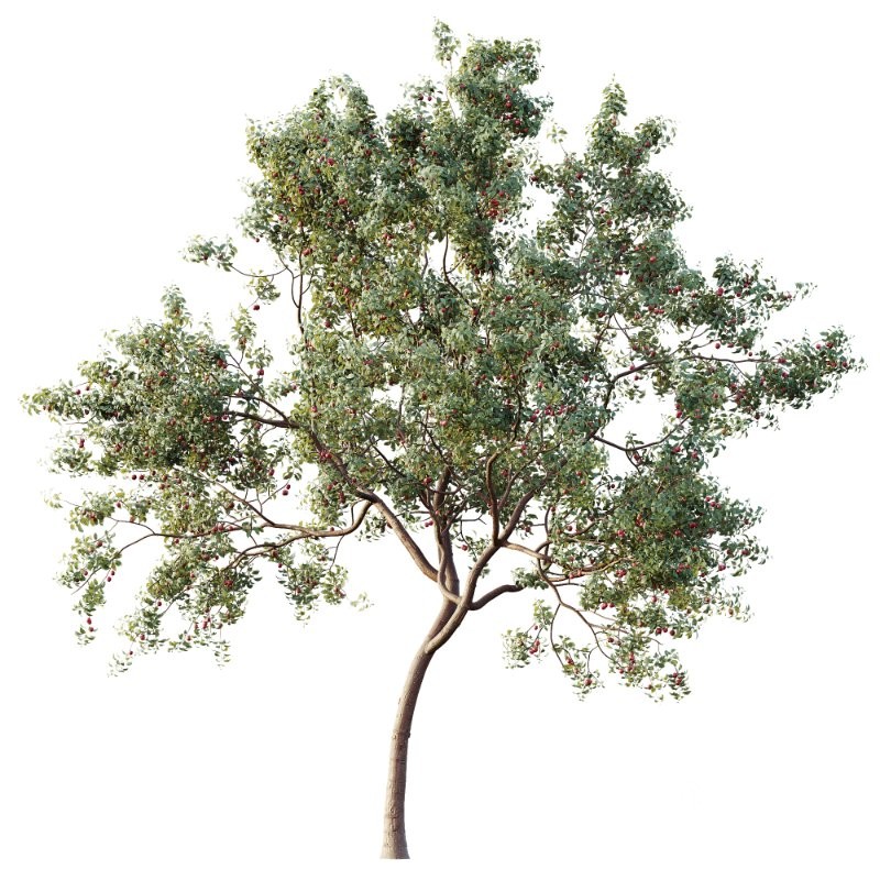 AV Plants Cerasus Pseudocerasus Cherry Version02 Image 1