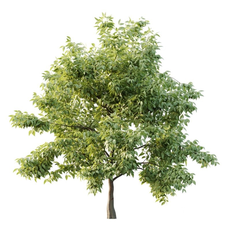 Diffrent Tree Tilia platyphyllos Celtis australis 02 Image 3