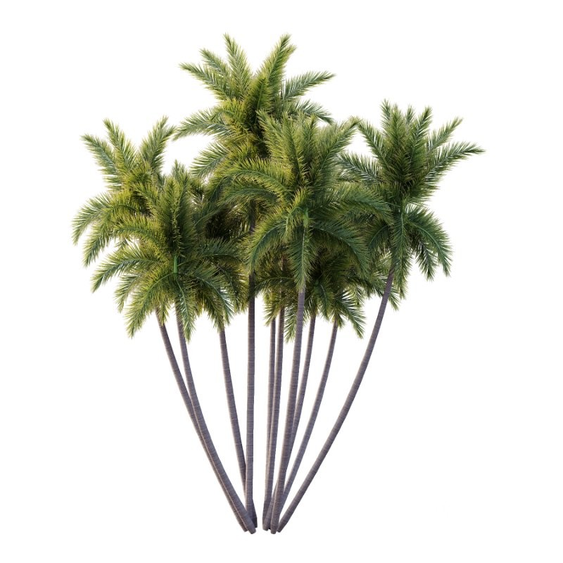 Roystonea Regia Tree 11 Image 1