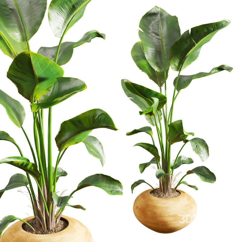 Faux Banana Syngonium in Terracotta Pots Image 6