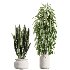 AV Indoor Plants Set 426 Ficus Fig Warneckii Sansevieria Orange - Thumbnail 7