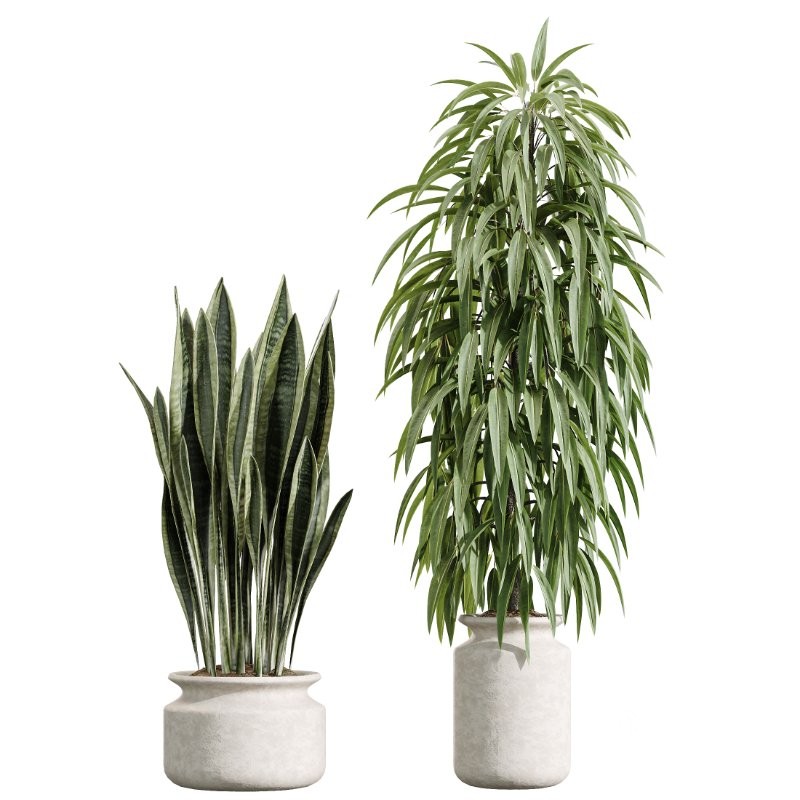 AV Indoor Plants Set 426 Ficus Fig Warneckii Sansevieria Orange Image 7