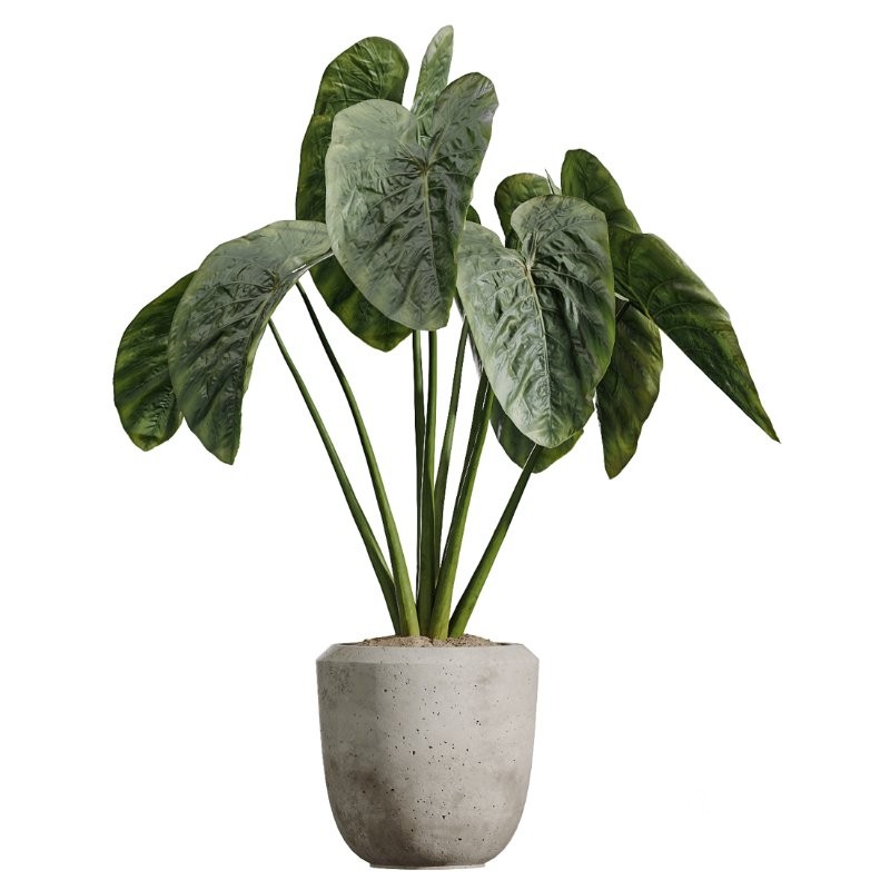 AV Indoor Plants Set 425 Spathiphyllum Wallisii Warneckii Lemon Ficus Marginata Cunjevoi Alocasia Image 1