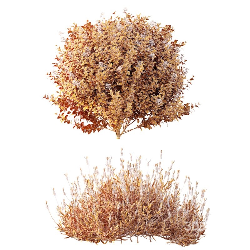 AV Flowering shrubs Lavandula Pedunculata and Ligustrum Ovalifolium Argenteum Aureum Image 8