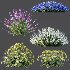 AV Spring flowering shrubs Alchemilla Mollis Vulgaris and Calluna Vulgaris Helena - Thumbnail 7
