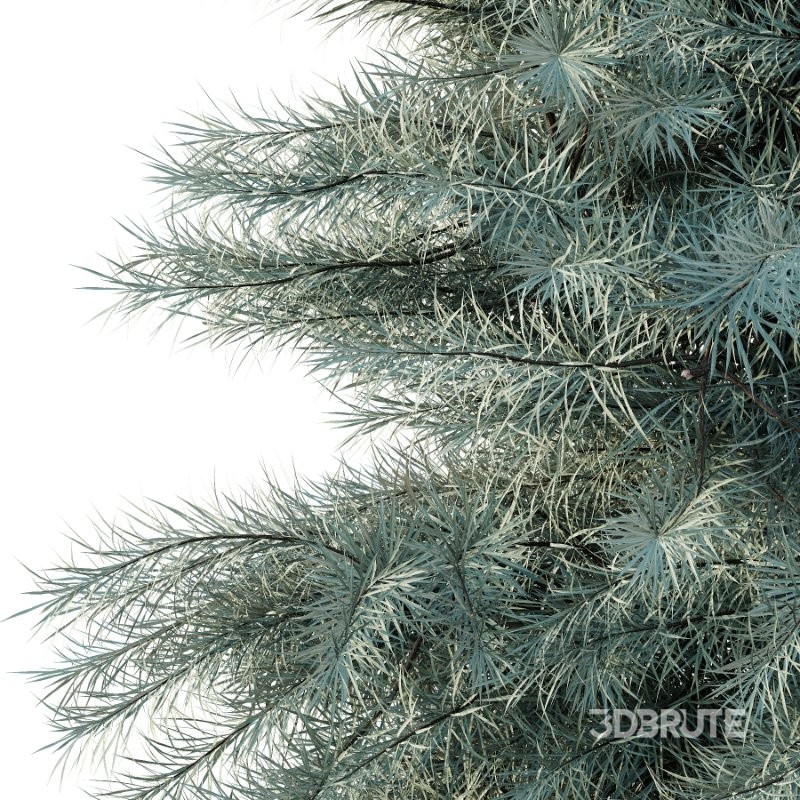 Blue Spruce Tree 01 Image 5
