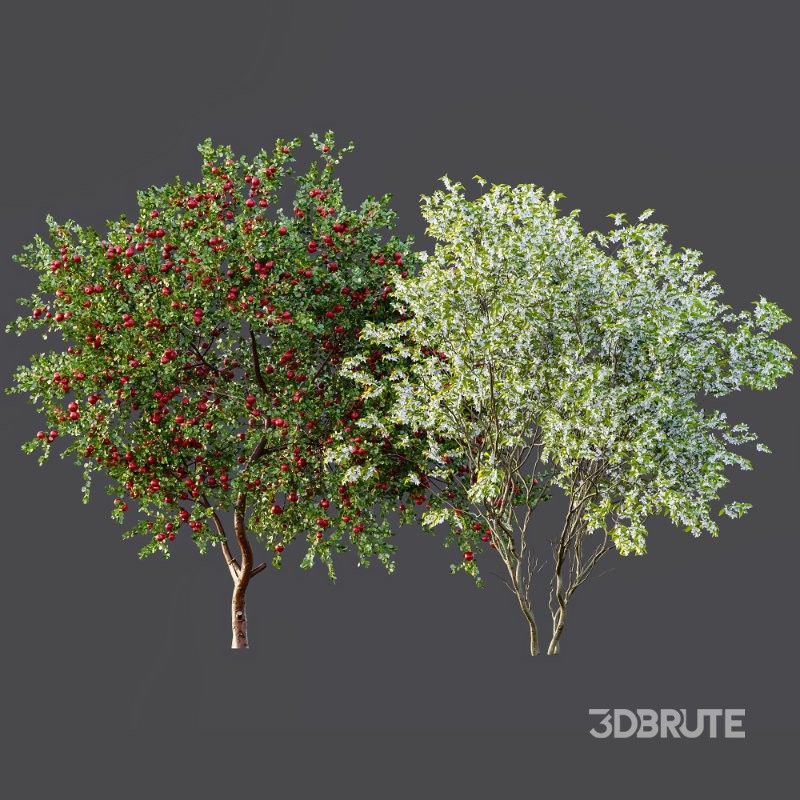 ntal quality that enhances any architectural setting. Together, these trees provide a beautiful balance of form, density, and seasonal character. Image 3