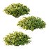 Spirea Japanese Bushes 01 - Thumbnail 1