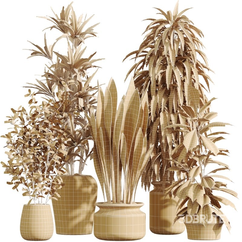 AV Indoor Plants Set 426 Ficus Fig Warneckii Sansevieria Orange Image 8