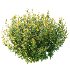 Spirea Japanese Bushes 05 - Thumbnail 2