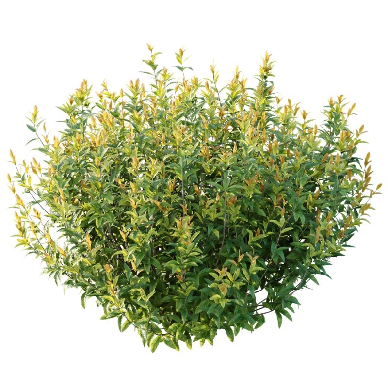 Spirea Japanese Bushes 05 Image 2