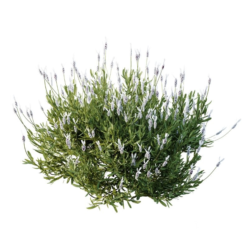 AV Flowering shrubs Lavandula Pedunculata and Ligustrum Ovalifolium Argenteum Aureum Image 3