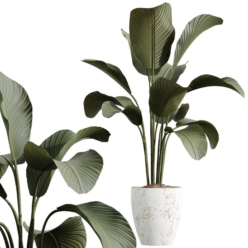 ntal tropical plants. Each model has been meticulously crafted to highlight the unique botanical identity of its species—from the lively fruit-bearing Calamondin Orange tree to the bold architectural leaves of Calathea Lutea, the delicate branching of Ficus Marginata, the lush vertical density of Areca Palm, and the dynamic linear foliage of Lemon Cane Dragon. Image 4