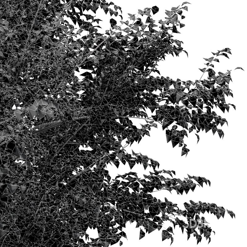 AV Sydney blue gum and European Beech 2 Trees Image 5