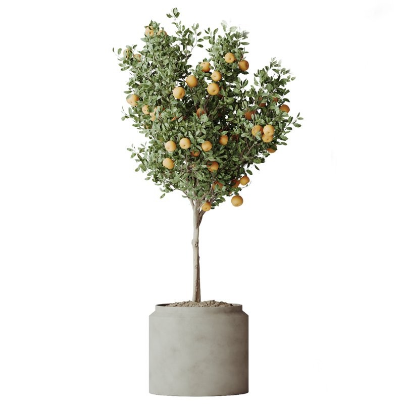 ntal tropical plants. Each model has been meticulously crafted to highlight the unique botanical identity of its species—from the lively fruit-bearing Calamondin Orange tree to the bold architectural leaves of Calathea Lutea, the delicate branching of Ficus Marginata, the lush vertical density of Areca Palm, and the dynamic linear foliage of Lemon Cane Dragon. Image 5