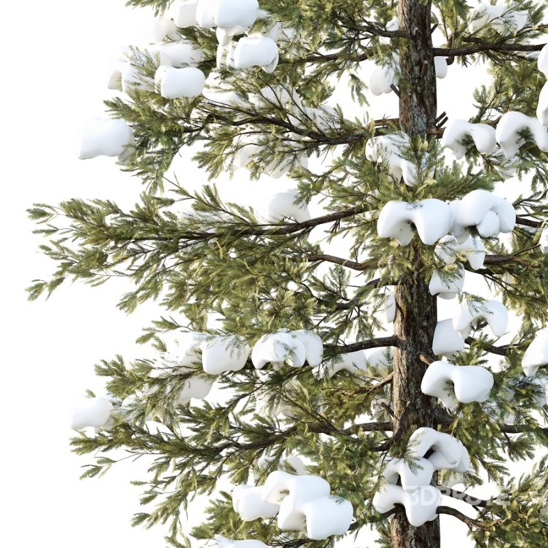 Douglas Fir Winter Tree 03 Image 2