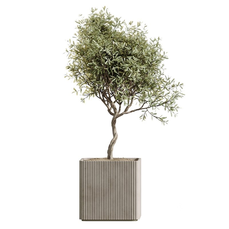 AV Indoor Plants Set 430 Eucalyptus Olive Banana Yucca Palm Image 4