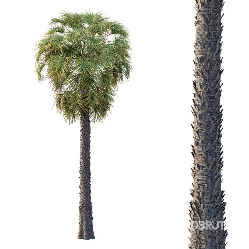 Washingtonia Robusta Palm Tree 03 Image 4
