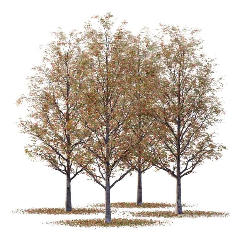 Rowan tree 19 Image 5