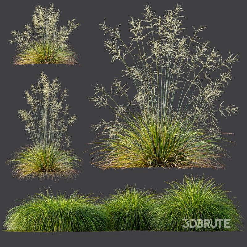 ntal grass collection featuring Stipa Arundinacea ‘Sweet’ and Carex Elata ‘Aurea’. This set combines the airy, flowing character of Stipa with the dense, arching structure and fresh golden-green tones of Carex, creating a natural balance that works beautifully in contemporary gardens, parks, urban landscapes, and architectural visualizations. Image 8