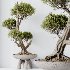 AV Indoor Plants Set 421 Ficus Microcarpa Bonsai Ginseng and Bonsai Pinus Pentaphylla Thunbergii - Thumbnail 3