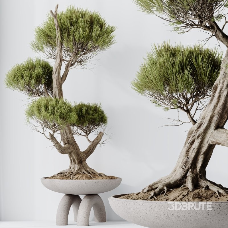 AV Indoor Plants Set 421 Ficus Microcarpa Bonsai Ginseng and Bonsai Pinus Pentaphylla Thunbergii Image 3