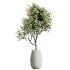 AV Indoor Plants Set 417 Olive Tree and Ficus microcarpa and Zamioculcas Zamiifolia and Ficus Marginata - Thumbnail 3