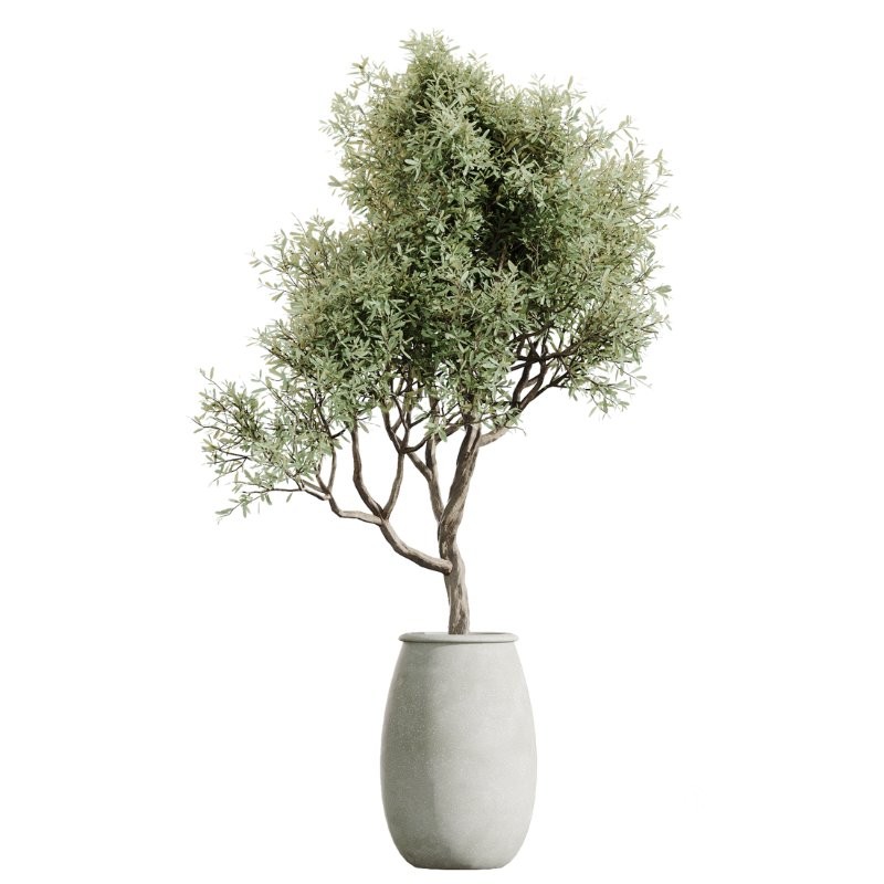 AV Indoor Plants Set 417 Olive Tree and Ficus microcarpa and Zamioculcas Zamiifolia and Ficus Marginata Image 3