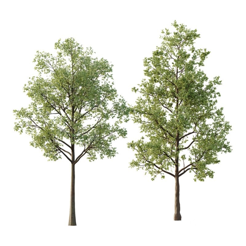 Diffrent Tree Tilia platyphyllos Celtis australis 05 Image 1