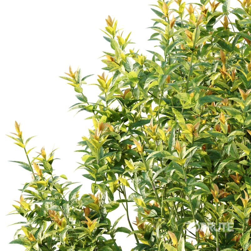 Spirea Japanese Bushes 03 Image 3