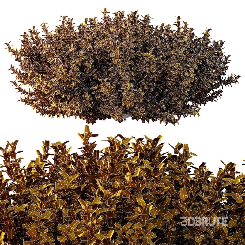 Diffrent Bush 03 Frutices Fortescue Euonymus Pinus Mugo plant Image 6