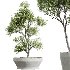 AV Indoor Plants Set 420 Alnus Glutinosa Alder and Arbequina Olive and Banana Strelitzia Nicolai - Thumbnail 2