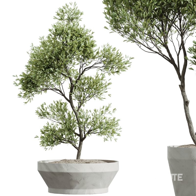 AV Indoor Plants Set 420 Alnus Glutinosa Alder and Arbequina Olive and Banana Strelitzia Nicolai Image 2