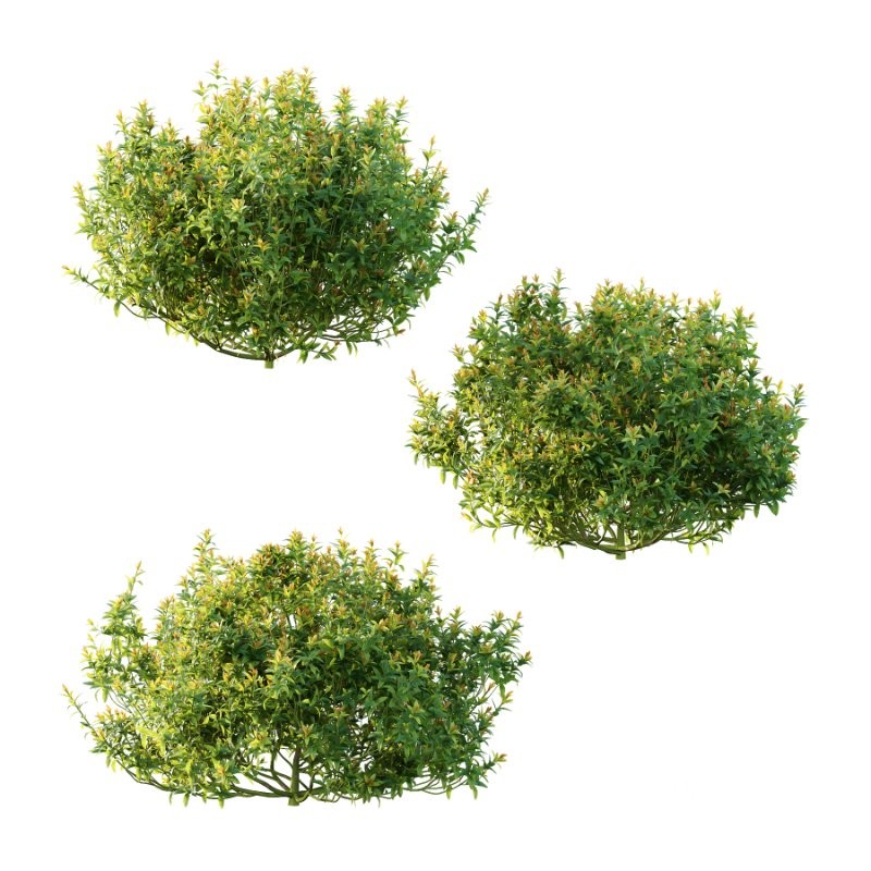 Spirea Japanese Bushes 03 Image 1