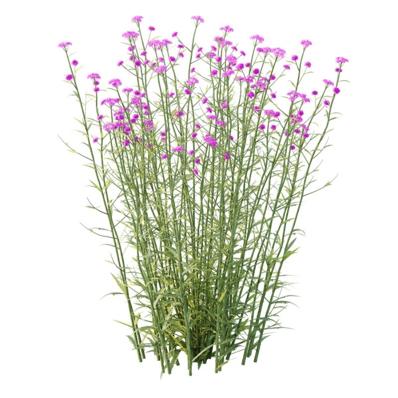 Verbena Bonariensis Plant 01 Image 4