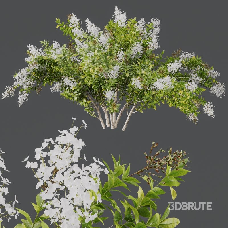 AV Spring bushes Myrtle White Flower and Cotinus coggygria Image 6