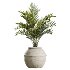 AV Indoor Plants Set 429 Palm Euphorbia Olive Ficus - Thumbnail 5